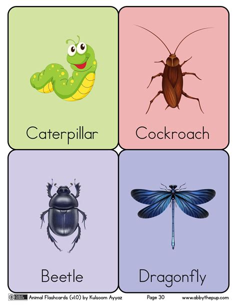 Insects Flashcards | Free Printable Papercraft Templates