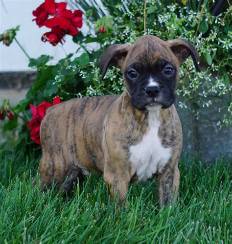 AKC Registered Boxer Puppy For Sale Baltic, OH Male- George – AC ...