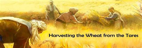 Parable Of Wheat Tares