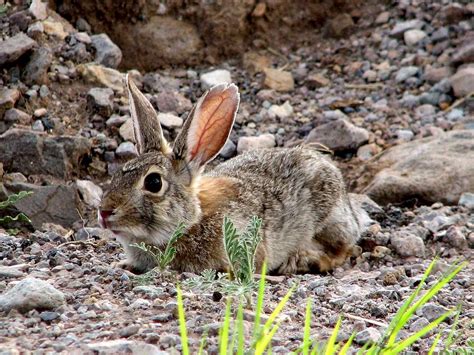 Chihuahuan Desert Wildlife : Photo Albums : SummitPost