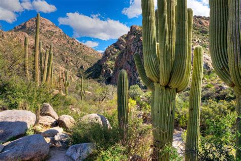 6 of the Best Hikes Near Tucson, Arizona - Territory Supply