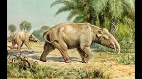 Proboscidea: evolution of elephant (Eocene-Oligocene): Moeritherium (paleomastodon) - YouTube