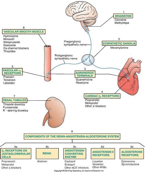 Cardiac and renin-angiotensin-aldosterone system active agents ...