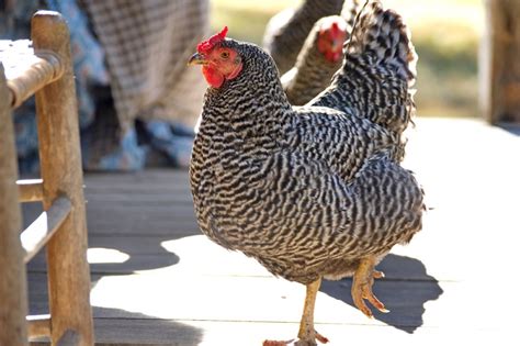 The Plymouth Rock Chicken Breed | Ultimate Guide - The Hen's Loft