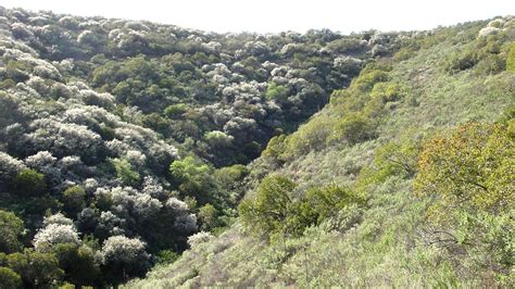 Mediterranean Forest, Woodland, and Scrub Forest — Ecology Pocket Guide