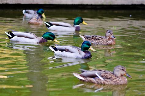 Several ducks swimming in a small pond | Several ducks, some… | Flickr