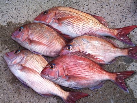 red sea bream