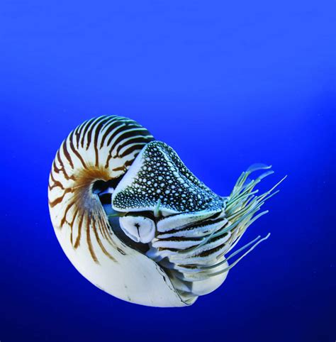 Chambered Nautilus – Cousteau