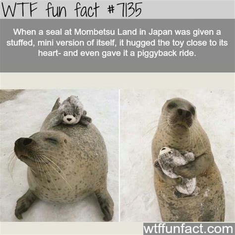 Cute Baby Seal Meme