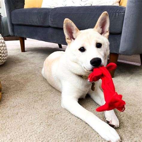 Shiba Inu Husky Mix: Your Best Guide To An Adorable Hybrid