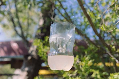 How to Make a DIY Wasp Trap