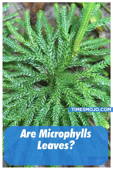 Are microphylls leaves? - TimesMojo