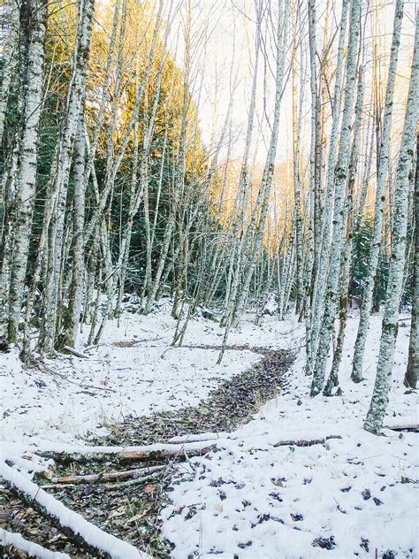 "Winding Path Through Birch Trees In Winter With Snow On Ground" by Stocksy Contributor "Luke ...