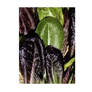 How to grow & use Romaine Lettuce - The Chef's Gardener