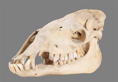 Lot 175 - Skulls/Anatomy: Bactrian Camel Skull