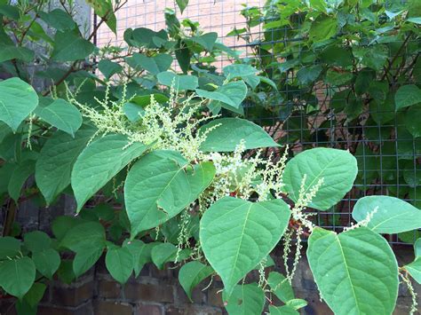 How To Identify Japanese Knotweed: In-Depth Knotweed Identification with Pictures | Phlorum