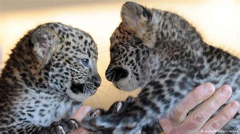 Macan Tutul Jawa Lahir di Kebun Binatang Berlin | Dunia | DW.DE | 06.03.2012