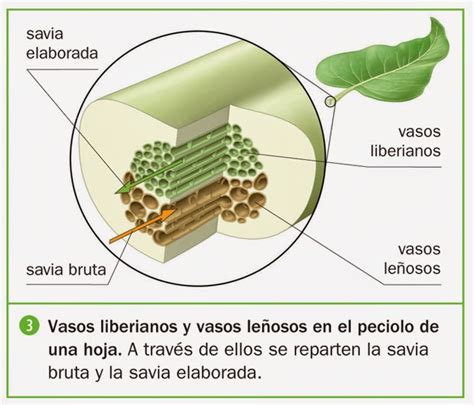 Desde las gavetas de mi escritorio: ¿Cómo sube la savia en los árboles?