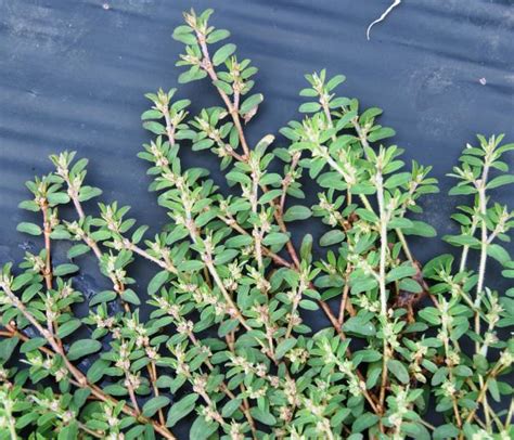 Prostrate spurge | Integrated Crop Management