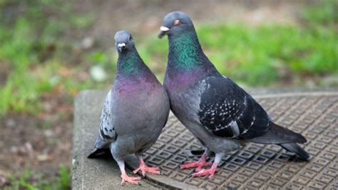 Why Do People Hate Pigeons? 5 Major Reasons - Pigeon Web