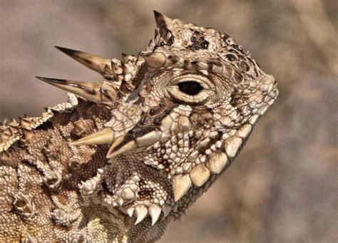 Texas horned lizard | Horned lizard, Lizard, Reptiles