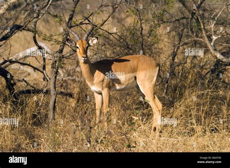 A gazelle in Africa Stock Photo - Alamy