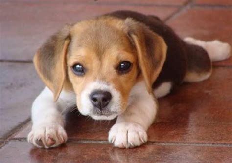 perros tiernos - Buscar con Google | Cachorros beagle, Perritos tiernos ...