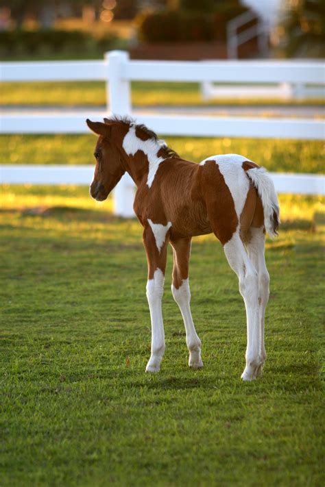 Paint foal | Маленькие жеребята, Лошадиные породы, Любовь лошадей