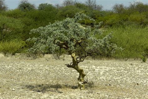 Myrrh Extract 20:1 (Commiphora myrrha) – Sacred Frankincense (Boswellia Sacra)