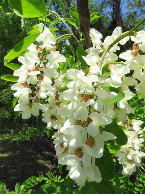 Black Locust: The Tree on Which the US Was Built | Live Science