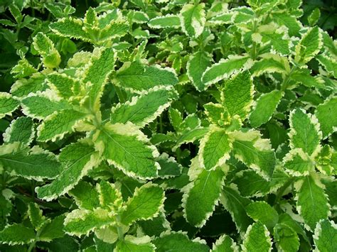 Backyard Patch Herbal Blog: Pineapple Mint - Herb of the week