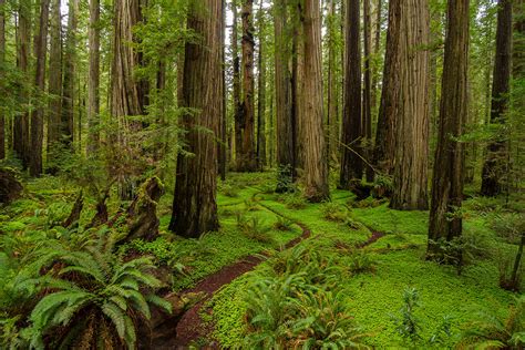 Discover 5 of America’s Old-Growth Forests - American Forests