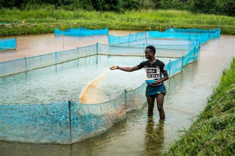 Types of fish farming systems - Legit.ng