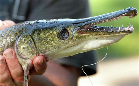 Schenectady's alligator gar meets its end - Times Union