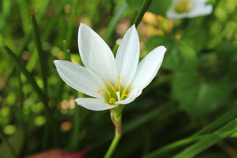 Single White Flower Free Stock Photo - Public Domain Pictures