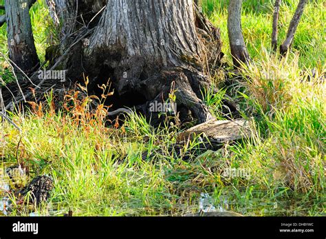 Deadwood tree stump in marshland ecosystem Stock Photo - Alamy