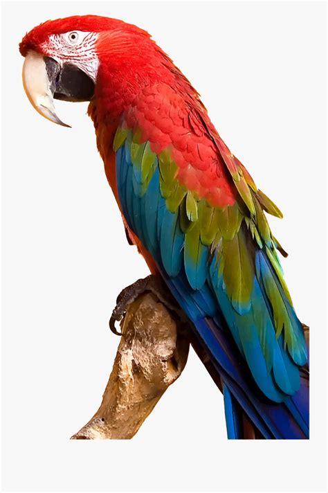 Clip Art Colorful Parrot By Gdj - Macaw Parrot Png , Free Transparent ...