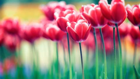 Spring Flowers Bloom 4K Wallpapers | HD Wallpapers | ID #24598