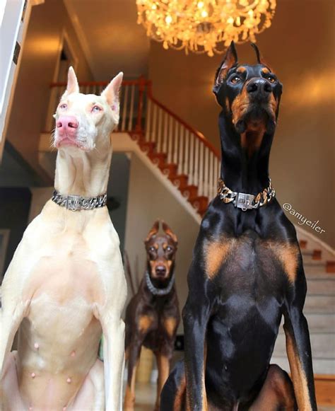 Il est tellement adorable, Cuuuuute 😻🤤🐶🐱🐭🐹🐰 | Doberman puppy, Doberman ...