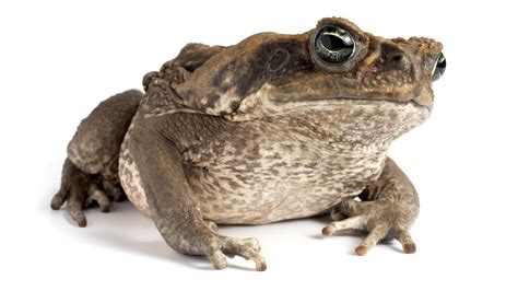 Cane toads : Tigtag