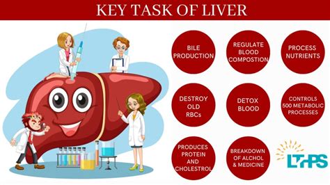 Artificial Liver Support Systems - Liver Transplant International