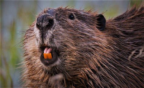 Why Do Beavers Have Red Teeth - Hasma