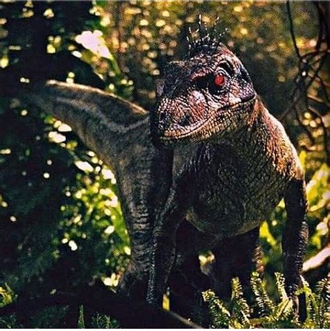 JP 3 male raptor!! | Dinosaurios jurassic world, Dinosaurios jurassic park, Jurassic world