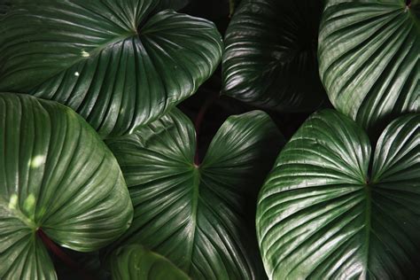 Free photo: Green Leaf Plant - Botanic, Growth, Texture - Free Download ...