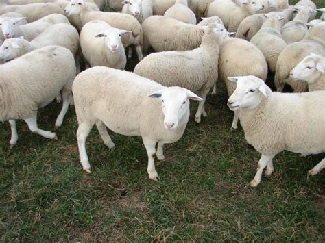 Dorper Sheep for sale in South Africa Cheap Price