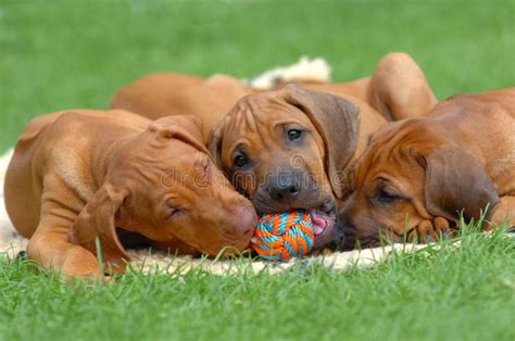 Puppies playing stock photo. Image of face, babies, animals - 2657868