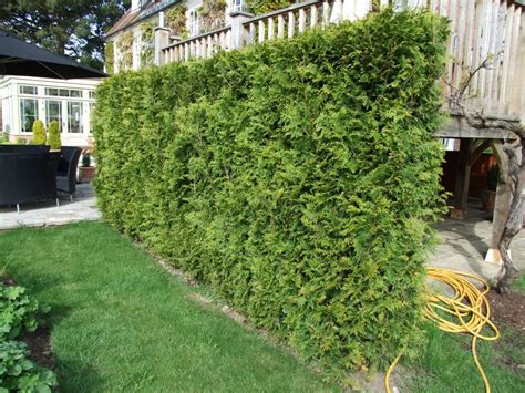 Western Red Cedar Hedging | Instant Hedging & Hedges - Western Red Cedar