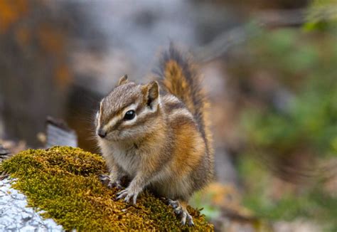 Go Nuts! The 7 Most Amazing Chipmunk Species - WebEcoist