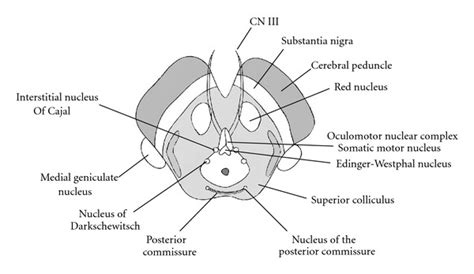 Midbrain Anatomy - Anatomy Book