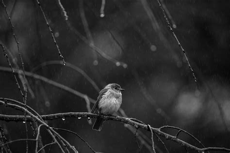 White Crowned Sparrow Photos, Download The BEST Free White Crowned Sparrow Stock Photos & HD Images